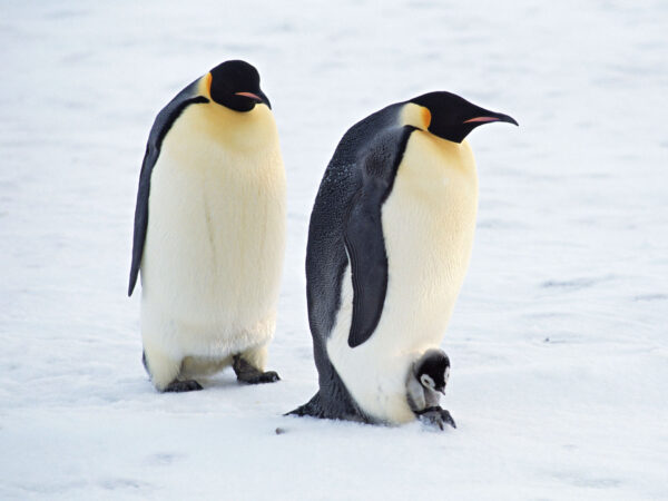 Wallpaper Arctic, Pair, Penguins