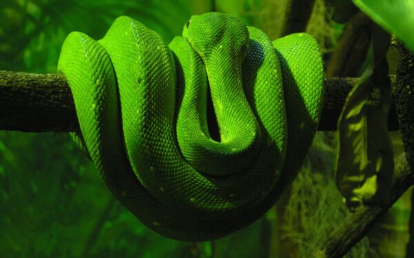 Wallpaper Green, Snake