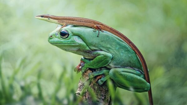 Wallpaper Green, Lizard, Friends, Frog
