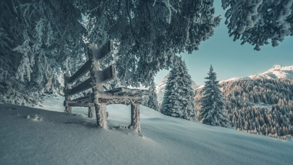 Wallpaper Trees, Field, Wooden, Snow, Mobile, Covered, And, Desktop, Winter, Bench