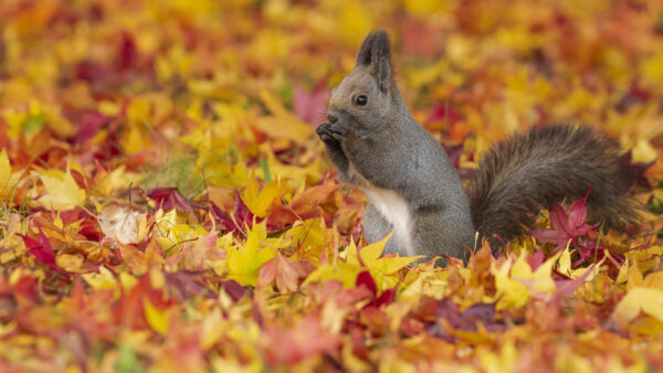 Wallpaper Colorful, White, Cute, Ash, Standing, Animals, Squirrel, Leaves, Dry