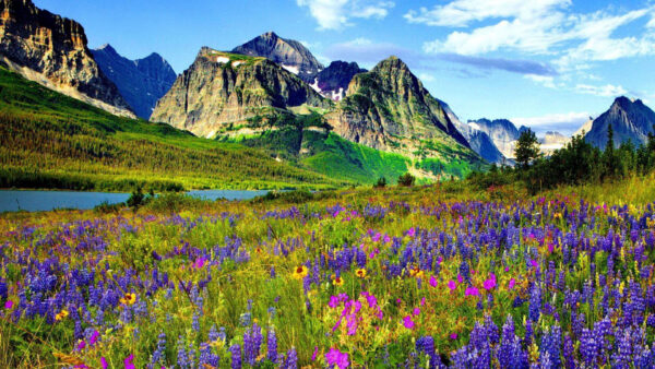 Wallpaper Field, Landscape, Colorful, Desktop, Slope, Nature, Flowers, River, Grass, Covered, Green, And, Mountains, White, Between
