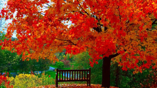 Wallpaper Nature, Red, Yellow, Tree, Autumn, Mobile, Desktop, Bench, Daytime, Wooden, During, Under, Leafed