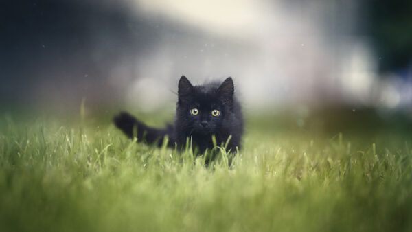 Wallpaper Animals, Cat, Eyes, Background, Standing, Staring, Animal, With, Blur, Green, Mobile, Baby, Grass, Desktop