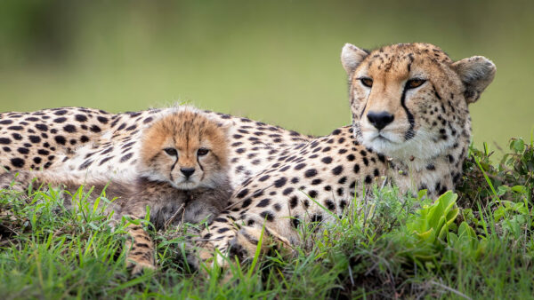 Wallpaper Animals, Cheetah, Desktop, Baby, And, Big