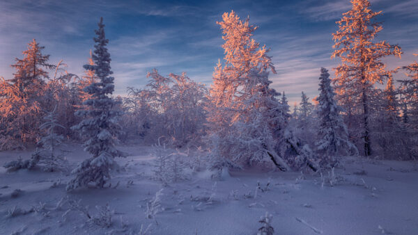 Wallpaper Forest, Frost, Desktop, Spruce, Winter