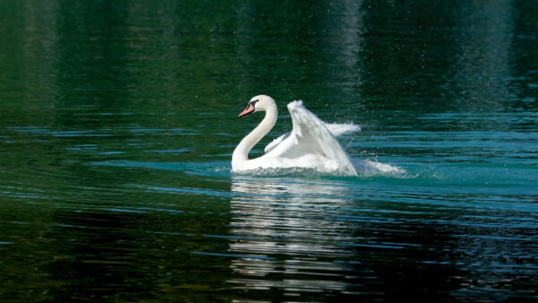 Wallpaper Mobile, Swan, With, Body, Floating, Desktop, Water, White, Animals, Reflection