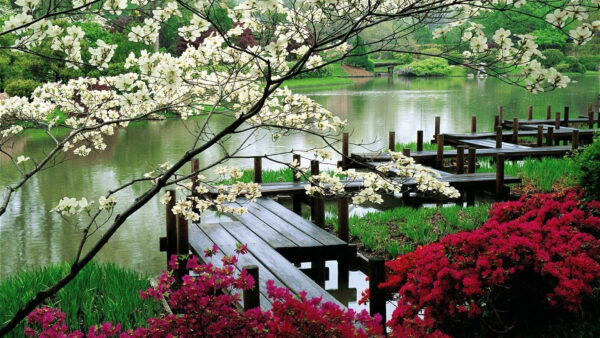 Wallpaper Colorful, Water, Between, Wooden, Blossom, Nature, Bridge, Flowers, Above