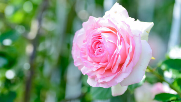 Wallpaper Beautiful, With, Blur, Rose, Background, Desktop, Flowers, Pink, Closeup