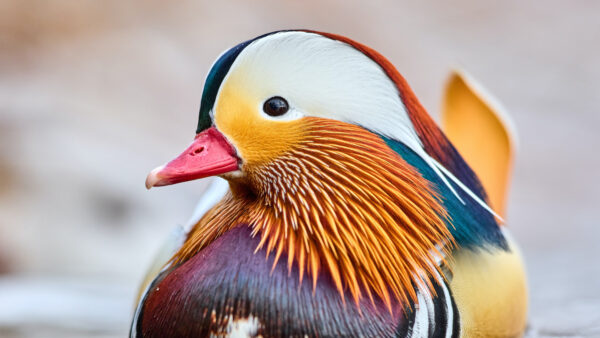 Wallpaper Bird, Birds, Duck, Colorful, Floating, Mandarin, Water