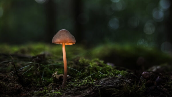 Wallpaper Background, Green, Nature, Mushroom, Bokeh