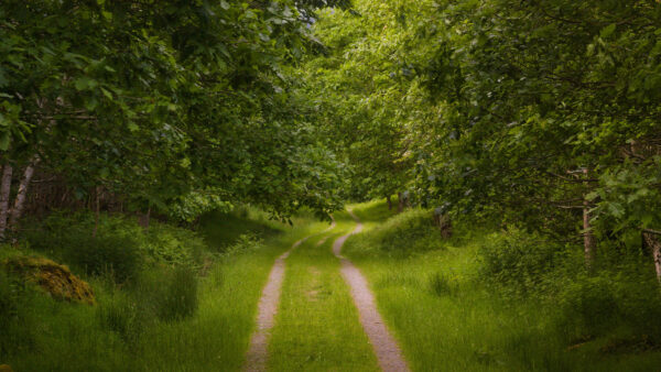 Wallpaper Desktop, With, Trees, Path, Forest, Mobile, Between, Nature, Grass