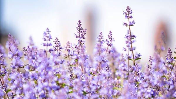 Wallpaper View, Flowers, Desktop, Lavender, Closeup, Mobile, Plants