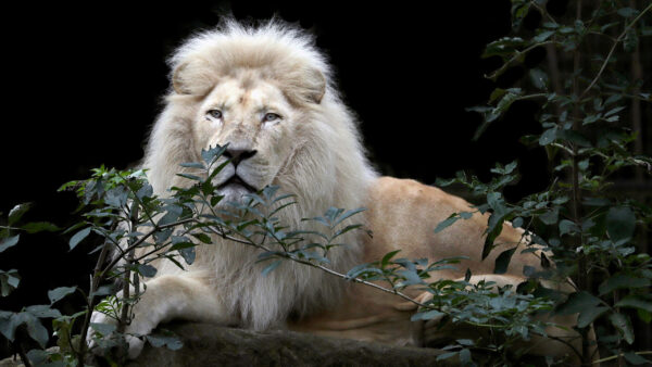 Wallpaper Lion, Background, Black, Desktop, With, Predator