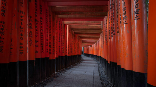 Wallpaper Path, Between, Tunnel, Travel