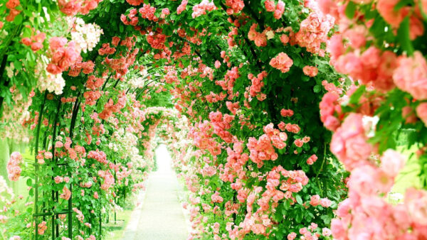 Wallpaper Rose, Spring, Flowers, Path