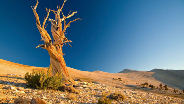 Wallpaper Desert, Sky, Tree, Bushes, Sand, Blue, Stones, Branches, Background, Nature