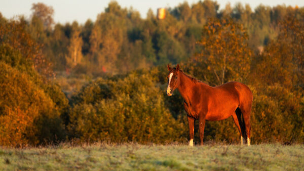 Wallpaper Dark, Trees, Background, Standing, Brown, Horse, Green, Grass