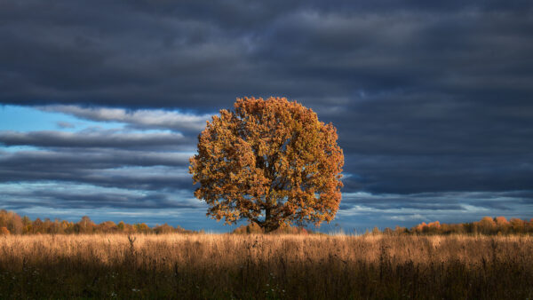 Wallpaper Sky, Blue, Autumn, Under, Nature, Black, Dry, Tree, Surrounded, Leafed, Grass, Cloudy, Green