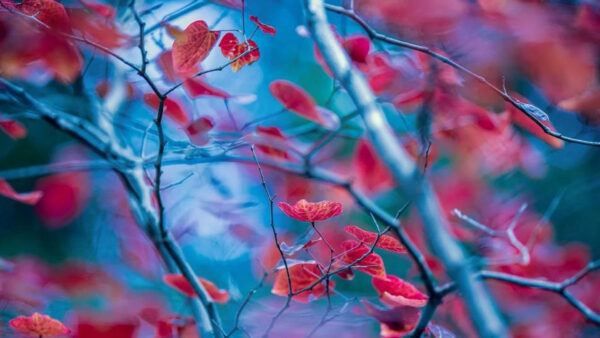 Wallpaper Trees, Background, Nature, Red, Blur, Autumn, Leaves