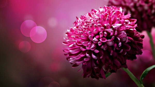 Wallpaper Pink, Flowers, Background, Bokeh, Desktop, Spring, Dahlia