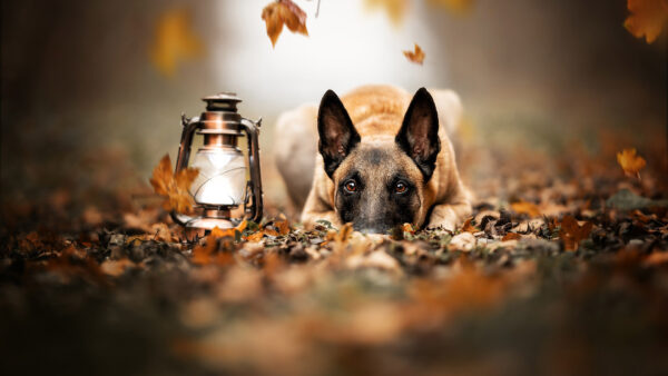 Wallpaper Shepherd, Desktop, Belgian, Dry, Down, Dog, Leaves, Lying, Lantern, With