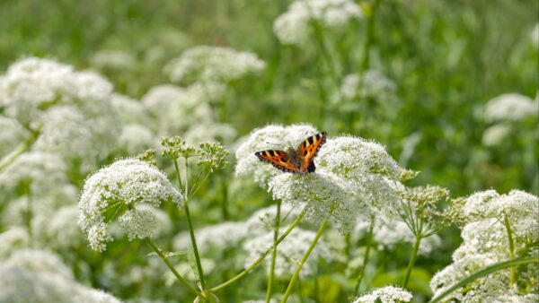 Wallpaper Designed, Flowers, Mobile, White, Brown, Butterfly, Desktop, Black