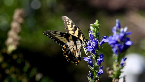 Wallpaper Desktop, Butterfly, Yellow, Mobile, Blue, Black, Flowers