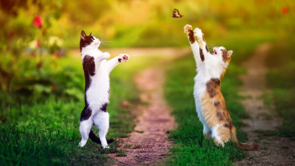 Wallpaper Funny, Cat, Cats, Catch, Two, Blur, Background, Butterfly, Trying, Are