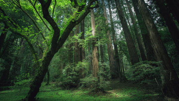 Wallpaper Green, Forest, Trees, Dark, Covered