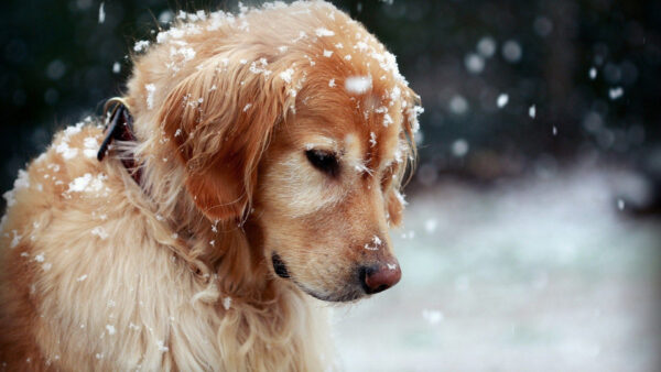 Wallpaper Snow, Dog, Background, Brown, Falling