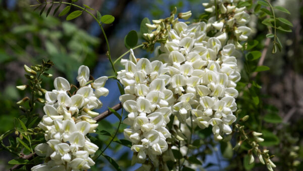 Wallpaper White, Leaves, Branches, Tree, Flowers, Acacia, Green