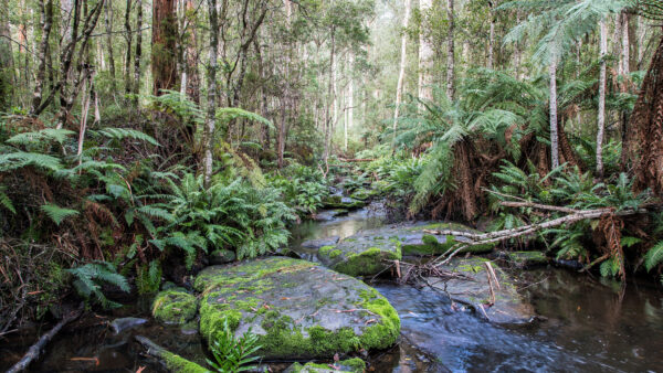 Wallpaper Algae, Green, Beautiful, Stones, Covered, Mobile, Desktop, Forest, Trees, Bushes, Plants