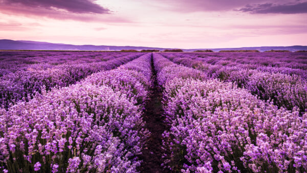 Wallpaper Field, Mobile, Purple, Sky, Lavender, Flowers, Light, View, Desktop, Under, Pink, Landscape