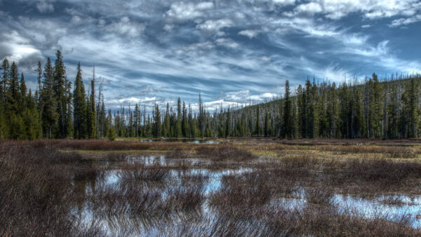 Wallpaper Nature, Under, White, Trees, Mobile, Clouds, Desktop, Grass, Spruce, Field, Mountains, Blue, Forest, Sky, Swamp
