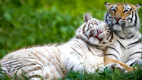 Wallpaper And, Grass, Brown, Background, Bengal, White, Tiger, Green, Tigers, Blur