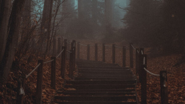 Wallpaper Dark, Background, Steps, Fence, Forest, Nature, With, Stairs