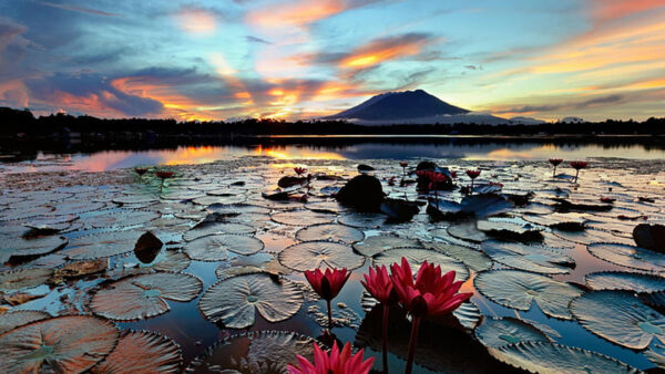 Wallpaper Lotus, Closeup, View, Landscape, Lake, Water, Nature, During, Flowers, Mountains, Sunset, Reflection, Leaves