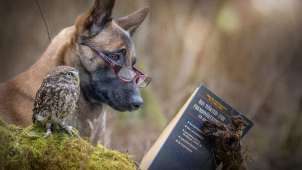 Wallpaper Face, Expression, Funny, With, Book, Owl, Glass, Dog