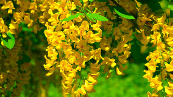 Wallpaper Green, Flowers, Blur, Background, Wisteria, Leaves, Yellow