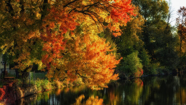 Wallpaper Trees, River, Nature, Autumn, Red, Fall, Reflection, Yellow