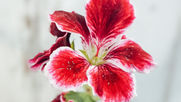 Wallpaper Hibiscus, Plant, Flowers, White, Petals, Flower, Red