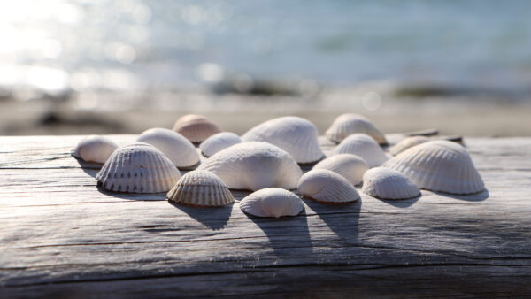 Wallpaper Seashells, View, Mobile, Nature, Background, Wood, Blur, Desktop, Closeup, Ocean