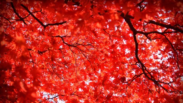 Wallpaper Red, Mobile, Maple, Blue, Tree, Leaves, Desktop, Sky, Nature, View, Closeup, Branches, Background