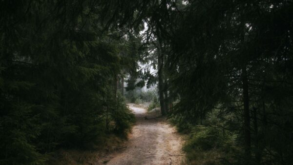 Wallpaper Background, Between, Path, Mobile, Desktop, Nature, Trail, Forest, Trees