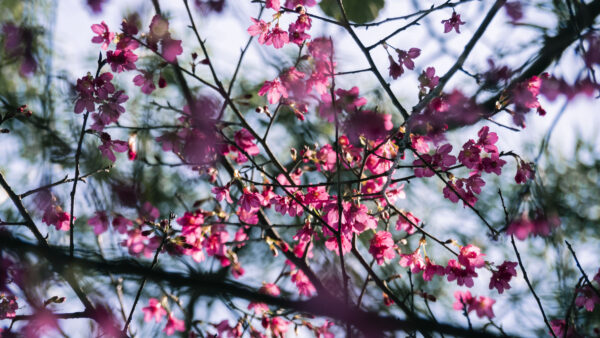 Wallpaper Bokeh, Blur, Background, Mobile, Sakura, Desktop, Pink, Flowers, Tree, Branches