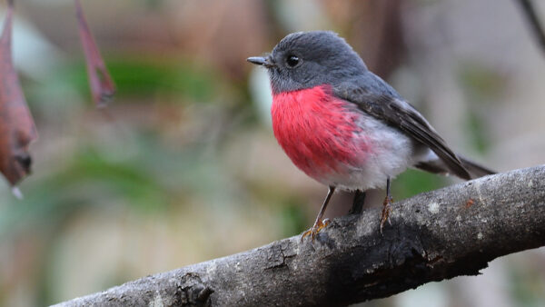 Wallpaper Standing, Birds, Blur, Rose, Background, Black, Robin, Tree, Bird, Red, Branch