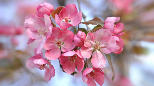 Wallpaper Spring, Flowers, Pink, Blossom, Cherry, Background, Blur