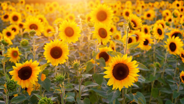 Wallpaper Sunflowers, Field, Sunflower, Summer, Background, Sunrays