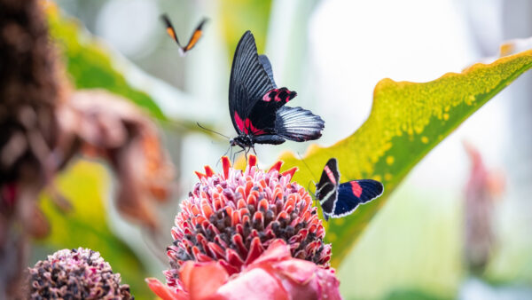 Wallpaper Flower, Red, Butterflies, Black, Colorful, Butterfly